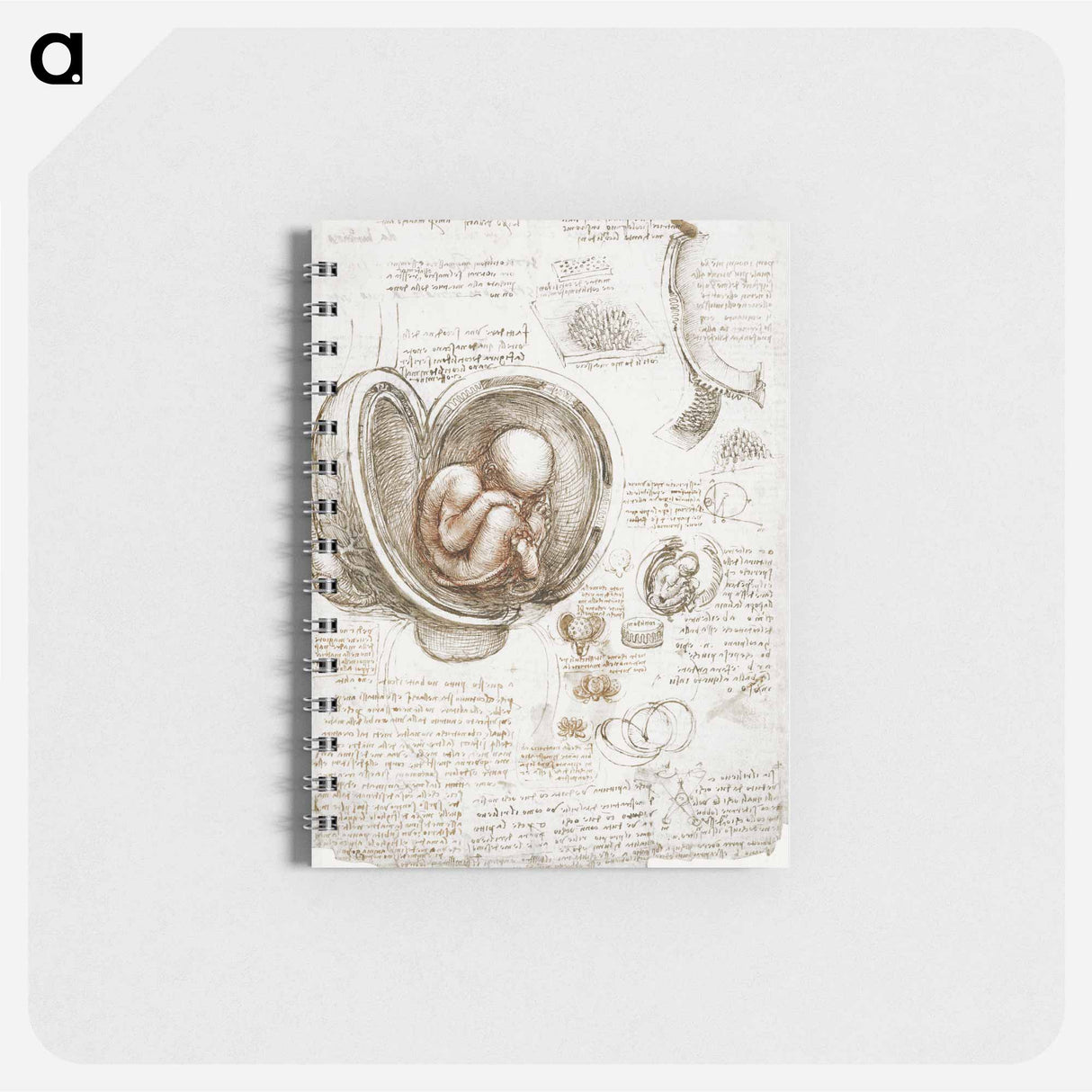 Studies of the Foetus in the Womb - レオナルド ダ ヴィンチ Memo.