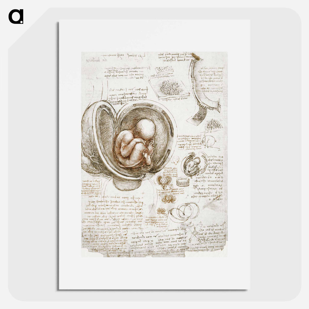 Studies of the Foetus in the Womb - Leonardo da Vinci Poster.