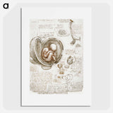 Studies of the Foetus in the Womb - レオナルド ダ ヴィンチ Poster.