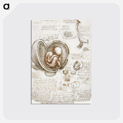 Studies of the Foetus in the Womb - レオナルド ダ ヴィンチ Postcard.