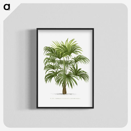 1-12_Les-Palmiers-Histoire-Iconographique_blk-crop