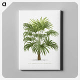 1-12_Les-Palmiers-Histoire-Iconographique_canvas