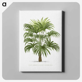 1-12_Les-Palmiers-Histoire-Iconographique_canvas