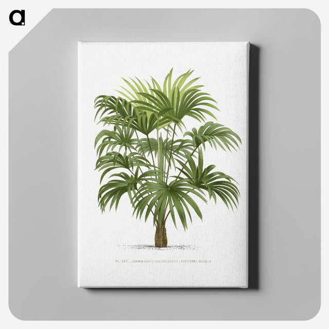 1-12_Les-Palmiers-Histoire-Iconographique_canvas