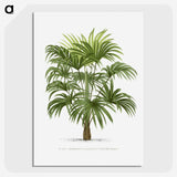 1-12_Les-Palmiers-Histoire-Iconographique_picture-crop