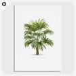 1-12_Les-Palmiers-Histoire-Iconographique_picture