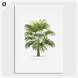 1-12_Les-Palmiers-Histoire-Iconographique_picture