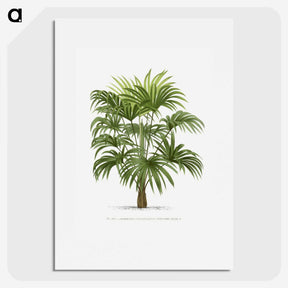 1-12_Les-Palmiers-Histoire-Iconographique_picture