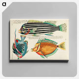 アートパネル-Moluccan Fishes
 - ルイ ルナール Canvas.