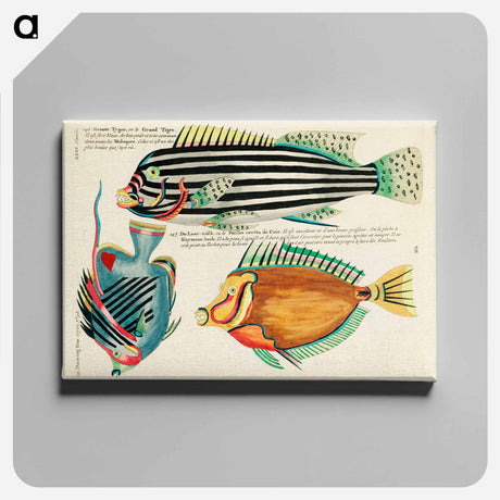 アートパネル-Moluccan Fishes
 - ルイ ルナール Canvas.