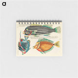Moluccan Fishes
 - ルイ ルナール Memo.