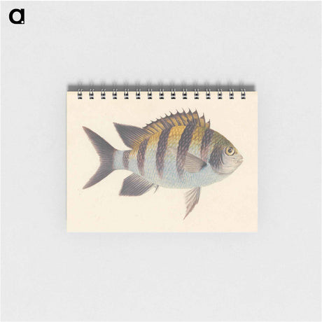 アートメモ帳-Unidentified Fish
 - ルイージ バルガーニ Memo.