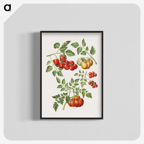 1-12_Maria-Sibylla-Merian_blk-crop