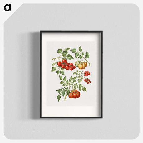 1-12_Maria-Sibylla-Merian_blk