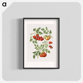 アートポスター-Solanum lycopersicum L. (common tomato)
 - マリア ジビーラ メーリアン Poster.