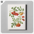 1-12_Maria-Sibylla-Merian_canvas