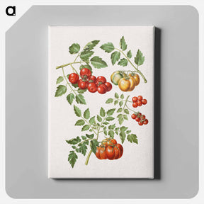アートパネル-Solanum lycopersicum L. (common tomato)
 - マリア ジビーラ メーリアン Canvas.