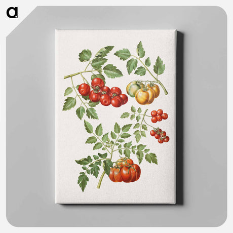 アートパネル-Solanum lycopersicum L. (common tomato)
 - マリア ジビーラ メーリアン Canvas.