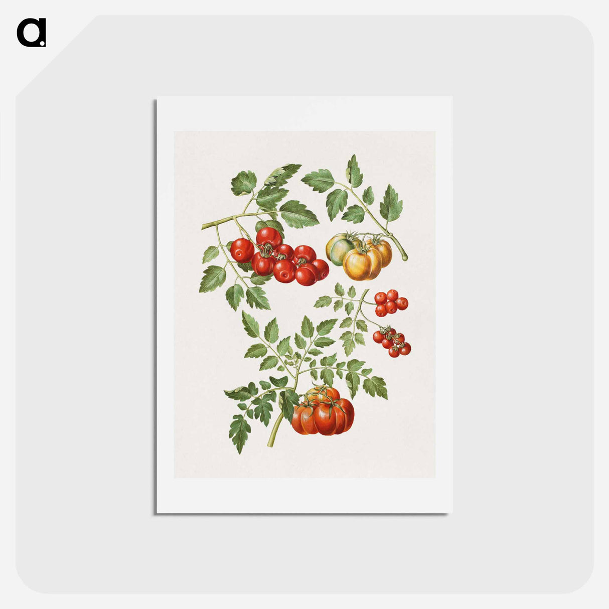 アートポストカード-Solanum lycopersicum L. (common tomato)
 - マリア ジビーラ メーリアン Postcard.