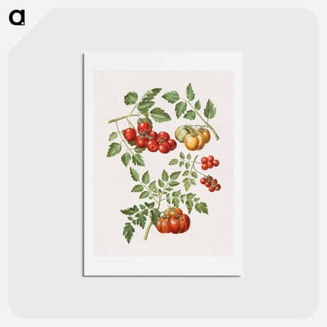 アートポストカード-Solanum lycopersicum L. (common tomato)
 - マリア ジビーラ メーリアン Postcard.