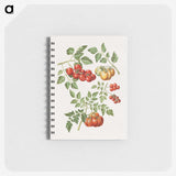 1-12_Maria-Sibylla-Merian_memo