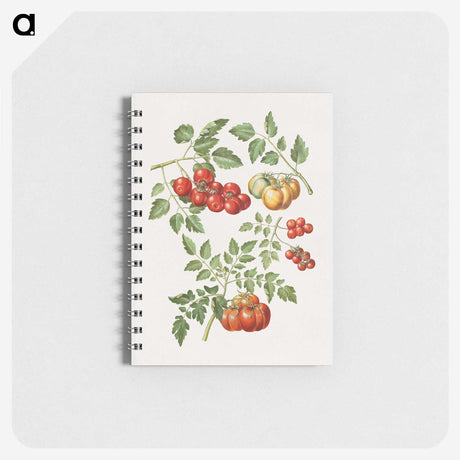 1-12_Maria-Sibylla-Merian_memo
