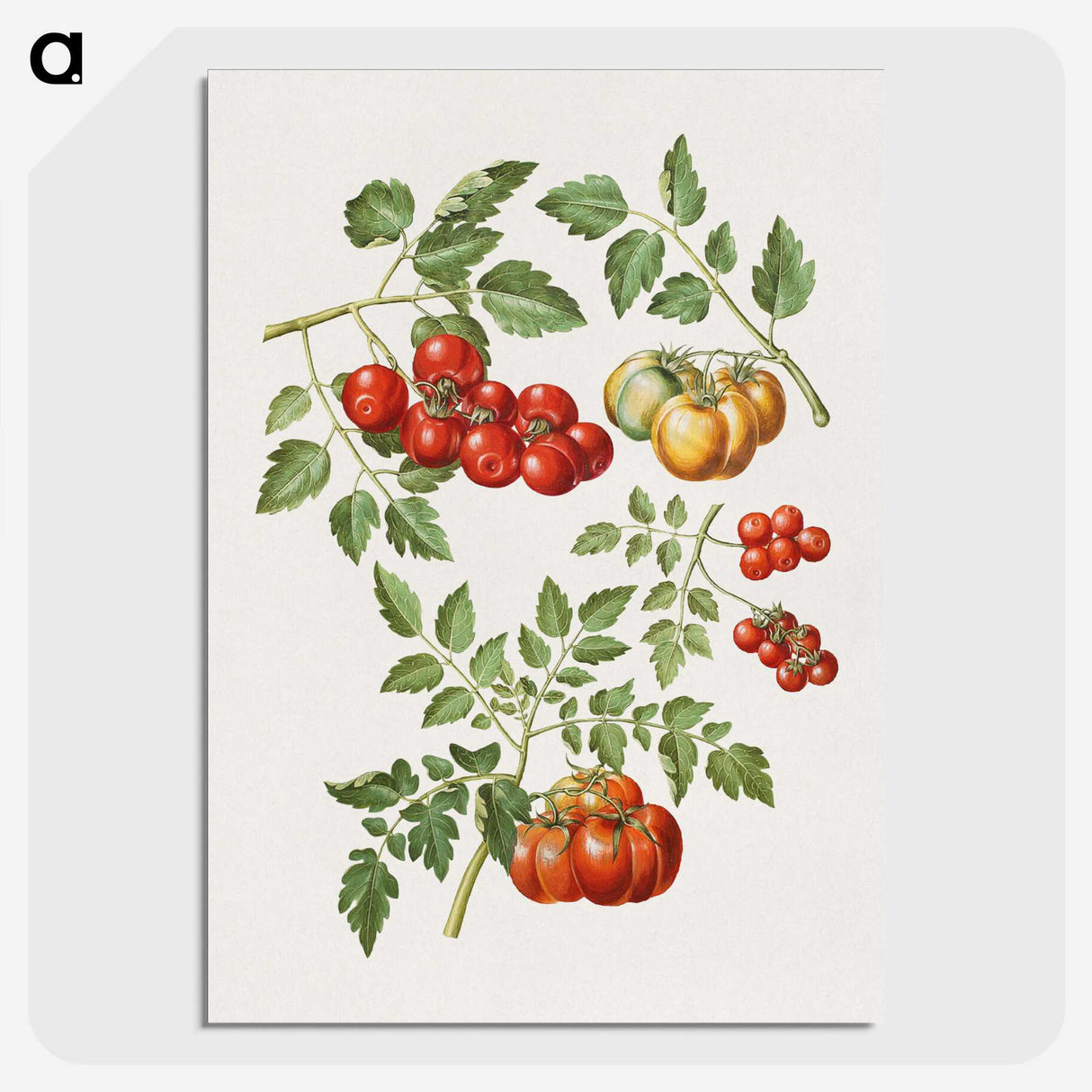 1-12_Maria-Sibylla-Merian_picture-crop