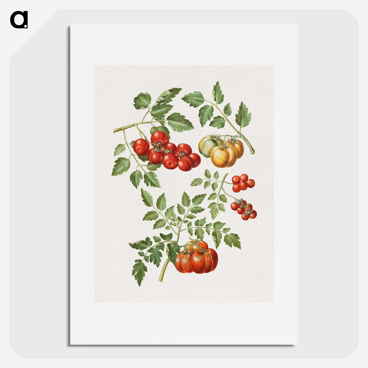 1-12_Maria-Sibylla-Merian_picture