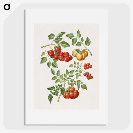 1-12_Maria-Sibylla-Merian_picture