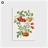 アートポストカード-Solanum lycopersicum L. (common tomato)
 - マリア ジビーラ メーリアン Postcard.