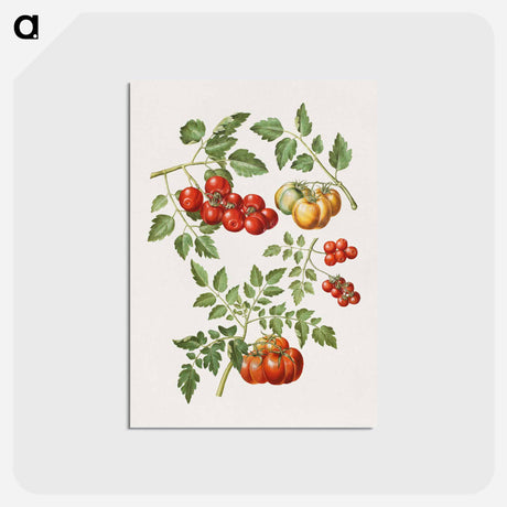 アートポストカード-Solanum lycopersicum L. (common tomato)
 - マリア ジビーラ メーリアン Postcard.