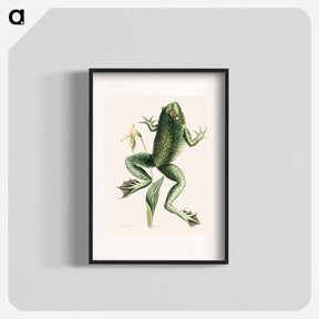 アートポスター-Bull Frog
 - マーク ケイツビー Poster.