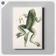 1-12_Mark-Catesby_canvas