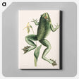アートパネル-Bull Frog
 - マーク ケイツビー Canvas.