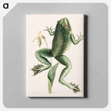 アートパネル-Bull Frog
 - マーク ケイツビー Canvas.