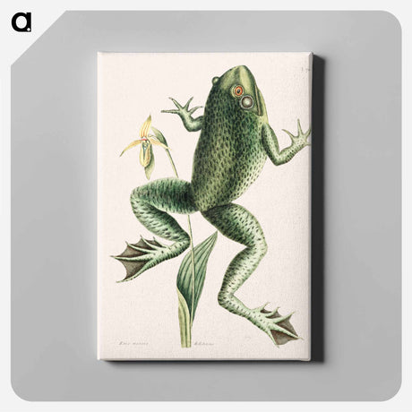 アートパネル-Bull Frog
 - マーク ケイツビー Canvas.