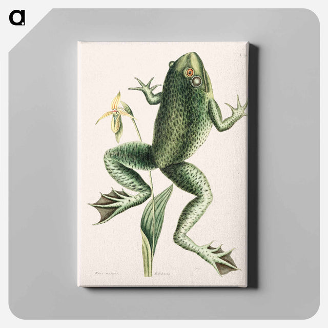 アートパネル-Bull Frog
 - マーク ケイツビー Canvas.