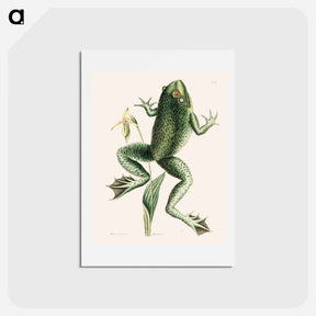アートポストカード-Bull Frog
 - マーク ケイツビー Postcard.