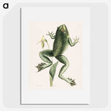 1-12_Mark-Catesby_picture
