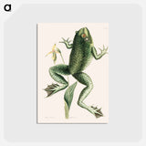 アートポストカード-Bull Frog
 - マーク ケイツビー Postcard.
