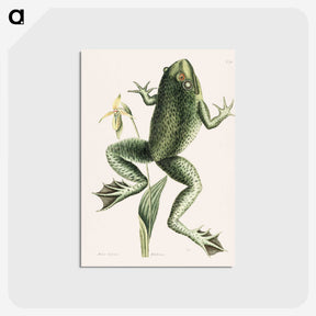 1-12_Mark-Catesby_postcard