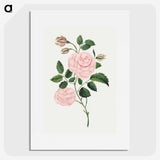 1-12_Mary-Altha-Nims_picture