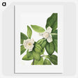 1-12_Mary-Vaux-Walcott_picture
