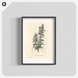 アートポスター-Rosmarinus officinalis
 - 薬用植物学 Poster.