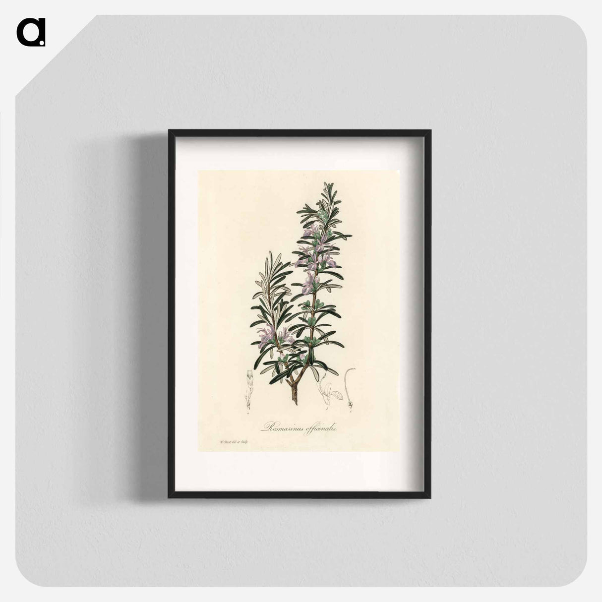 アートポスター-Rosmarinus officinalis
 - 薬用植物学 Poster.