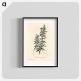 アートポスター-Rosmarinus officinalis
 - 薬用植物学 Poster.