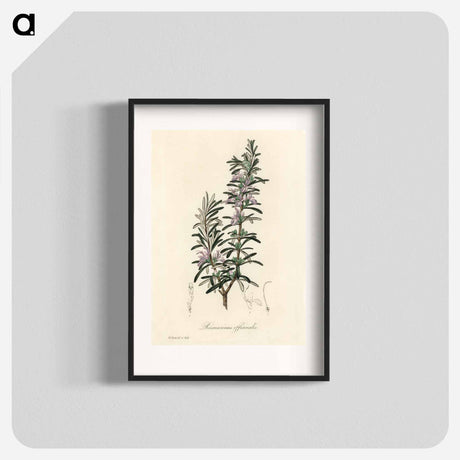 アートポスター-Rosmarinus officinalis
 - 薬用植物学 Poster.
