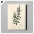 アートパネル-Rosmarinus officinalis
 - 薬用植物学 Canvas.
