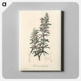 アートパネル-Rosmarinus officinalis
 - 薬用植物学 Canvas.