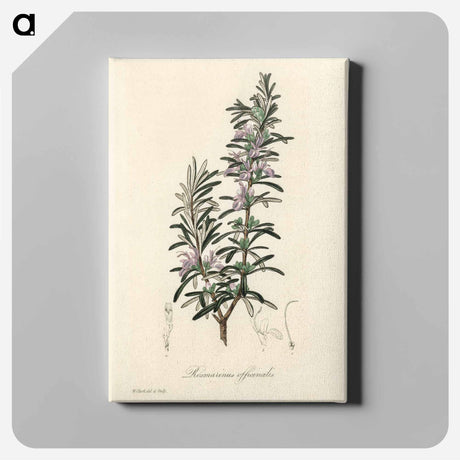 アートパネル-Rosmarinus officinalis
 - 薬用植物学 Canvas.